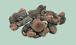 Agaricus