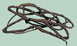 Aristolochia triang ularis Cham. &Schl.