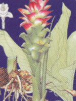 Curcuma aromatica