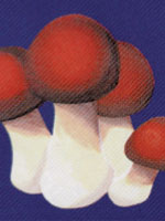 Agarics