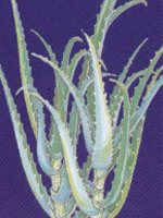 Aloe
