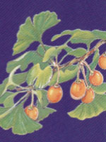Gingko leaves