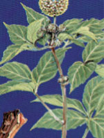 Acanthopanax Senticcosus