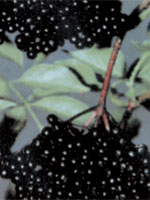 Elderberry