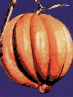 Garsinia Canbogia:G.C
