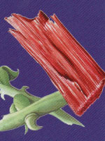 Cat's Claw