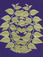 Gymnema Sylvestre