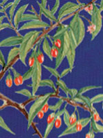 Chinese Matriomony Vine