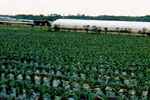 Overseas or domestic contract-cultivation is also possible