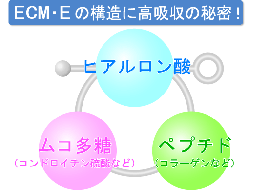 ECM・Eの構造に高吸収の秘密